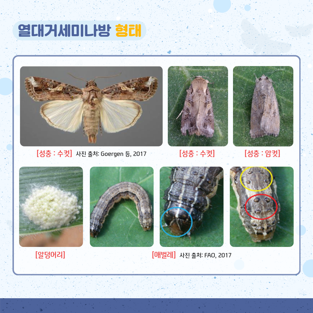 25. 4. 열대거세미나방 3.png