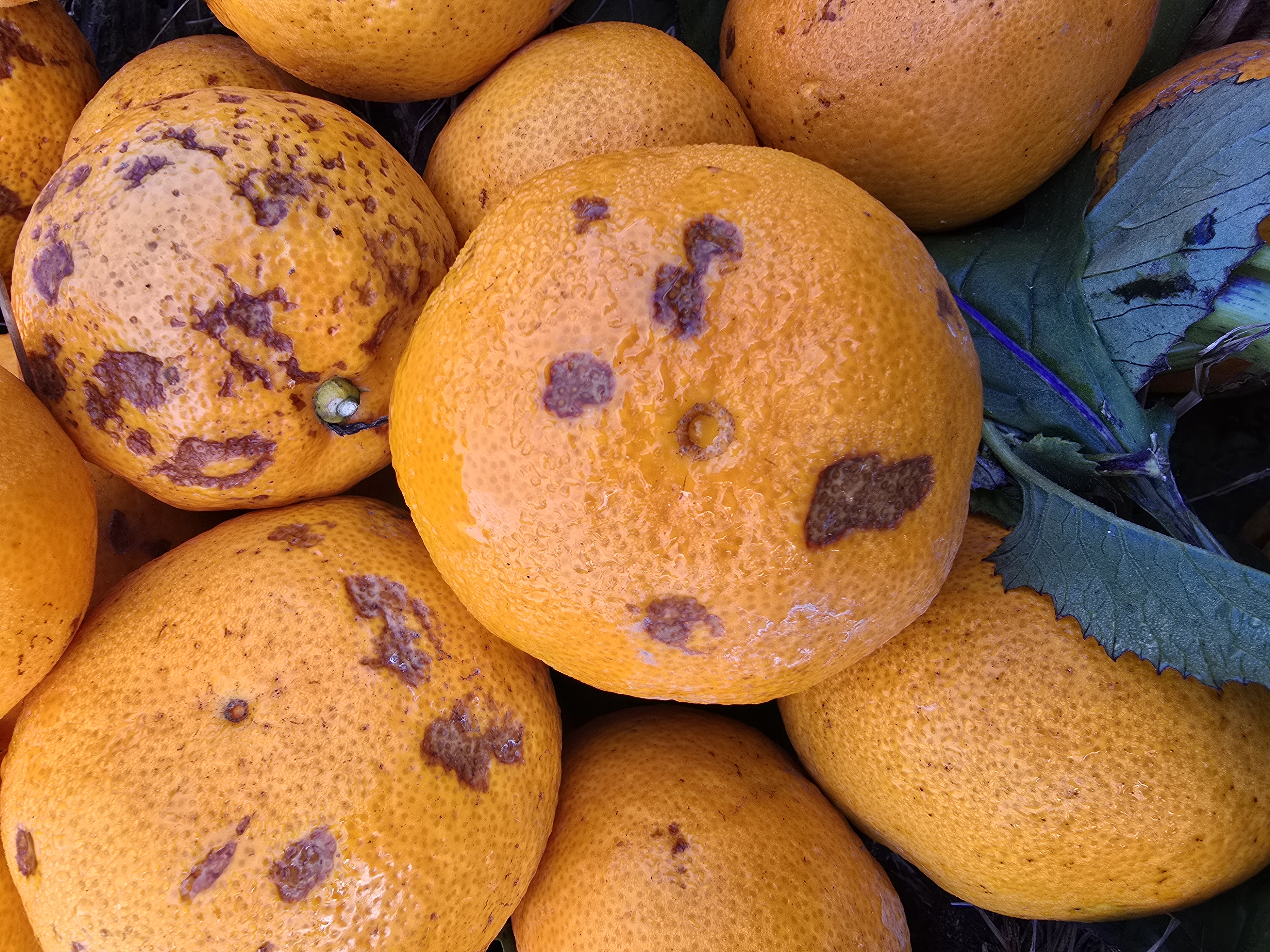 감귤병해충관하여