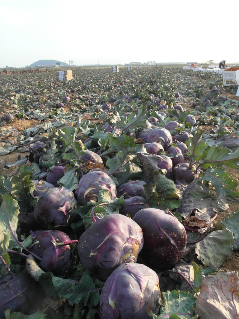 콜라비 수확