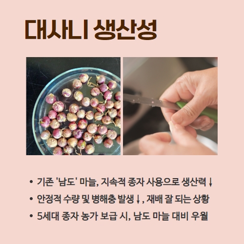 17.1분뉴스_대사니마늘 3.jpg