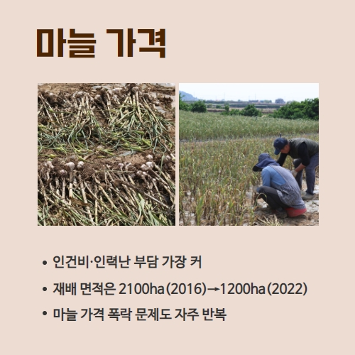 20.1분뉴스_마늘수확 3.jpg