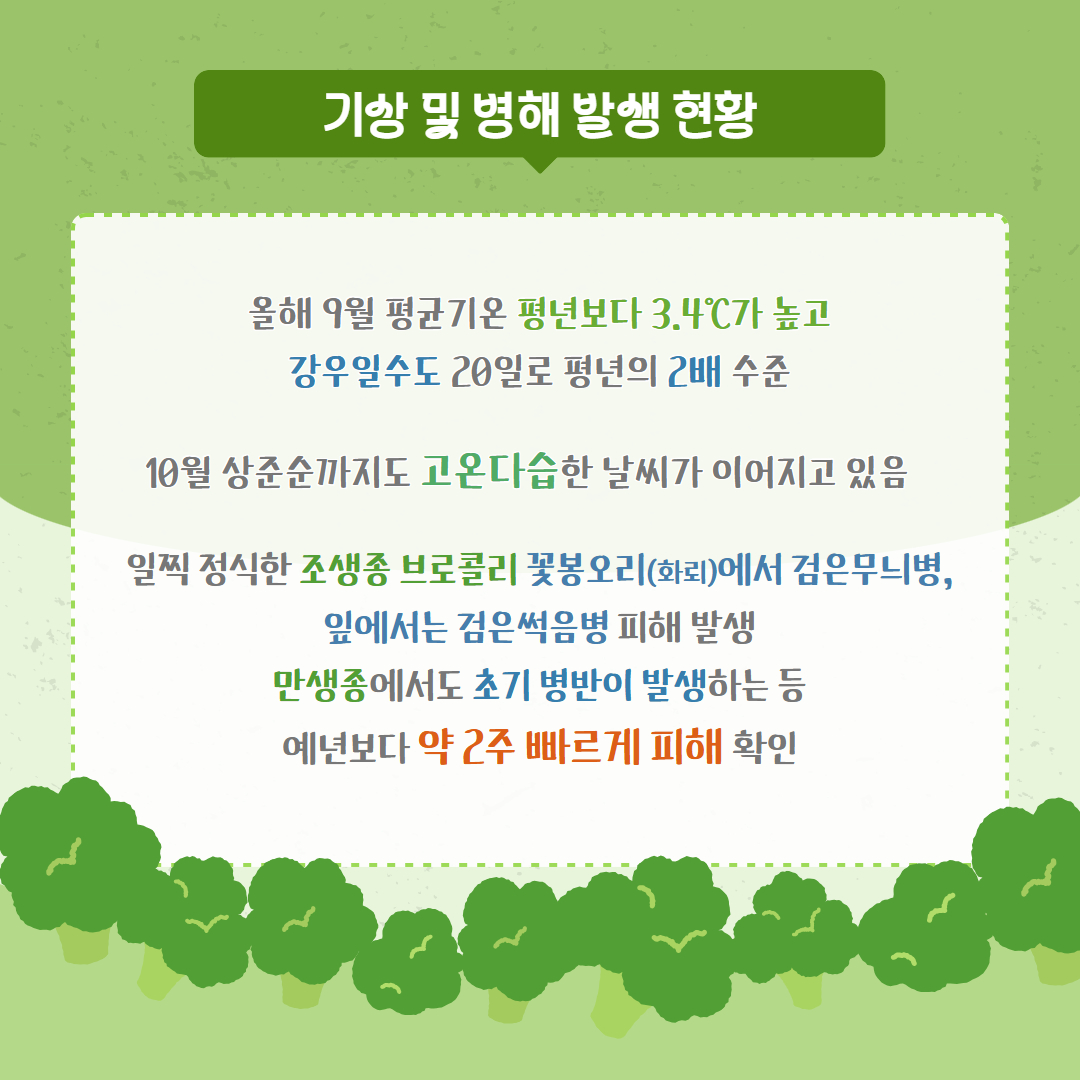 브로콜리 검은무늬병·검은썩음병 적극 방제 당부 (2).jpg