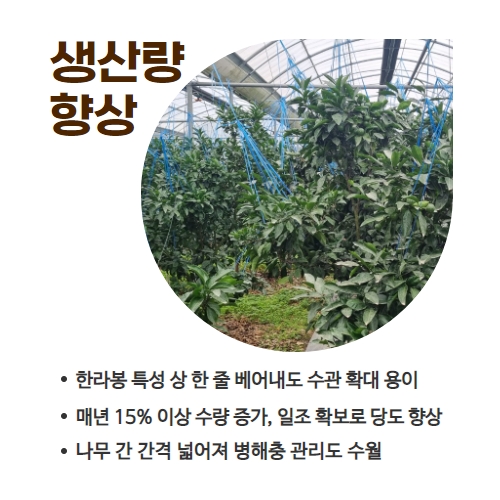 28.1분뉴스_만감류한줄재배 4.jpg