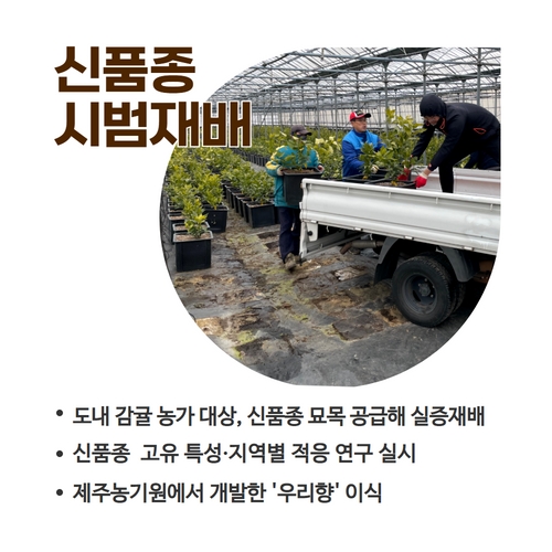 9.1분뉴스_감귤신품종 4.jpg