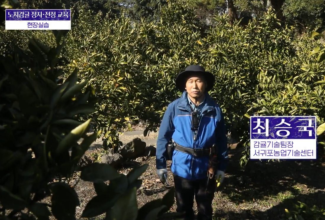 2023감귤전지전정교육_노지감귤 현장실습