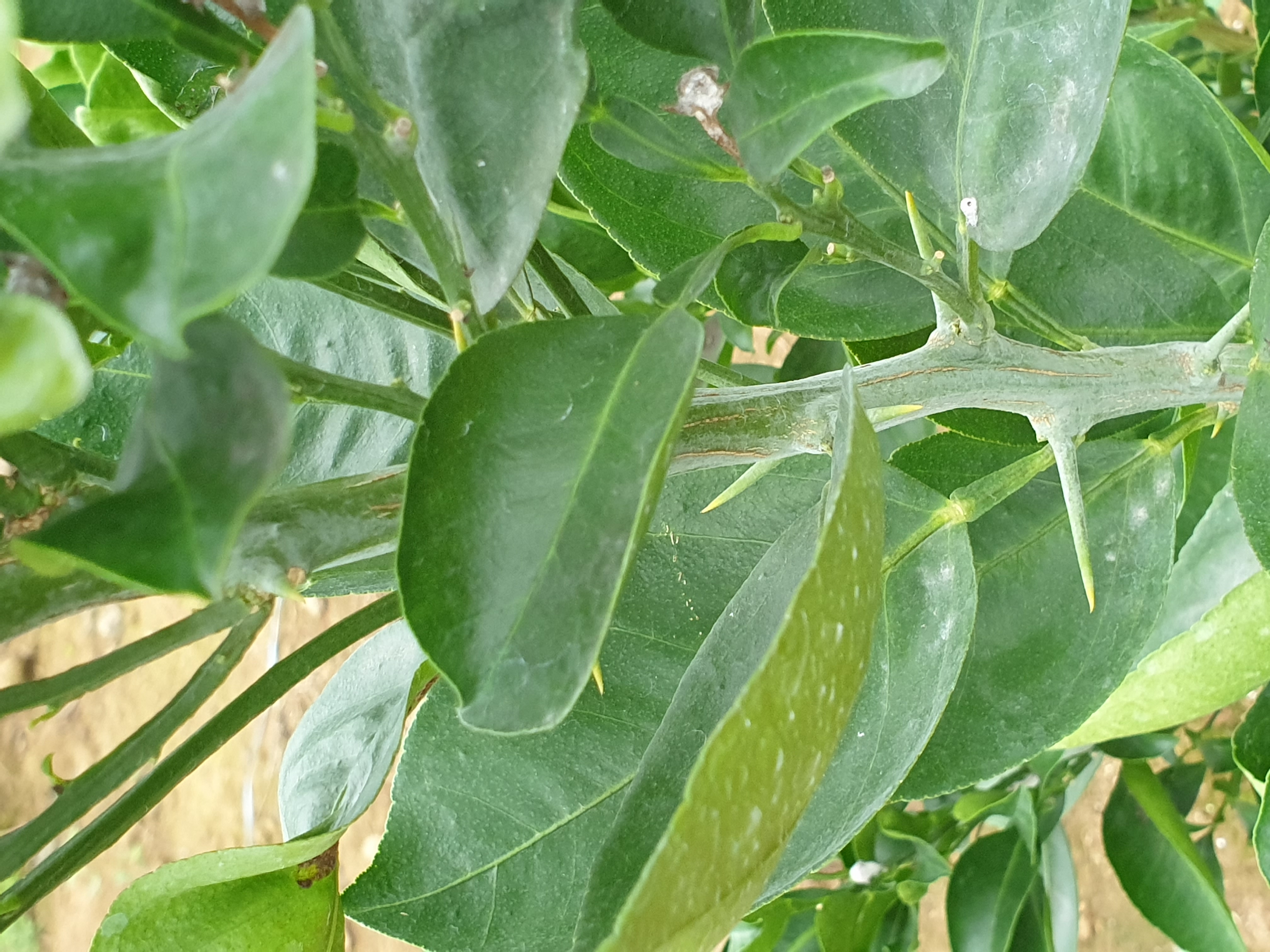 수피색이상 