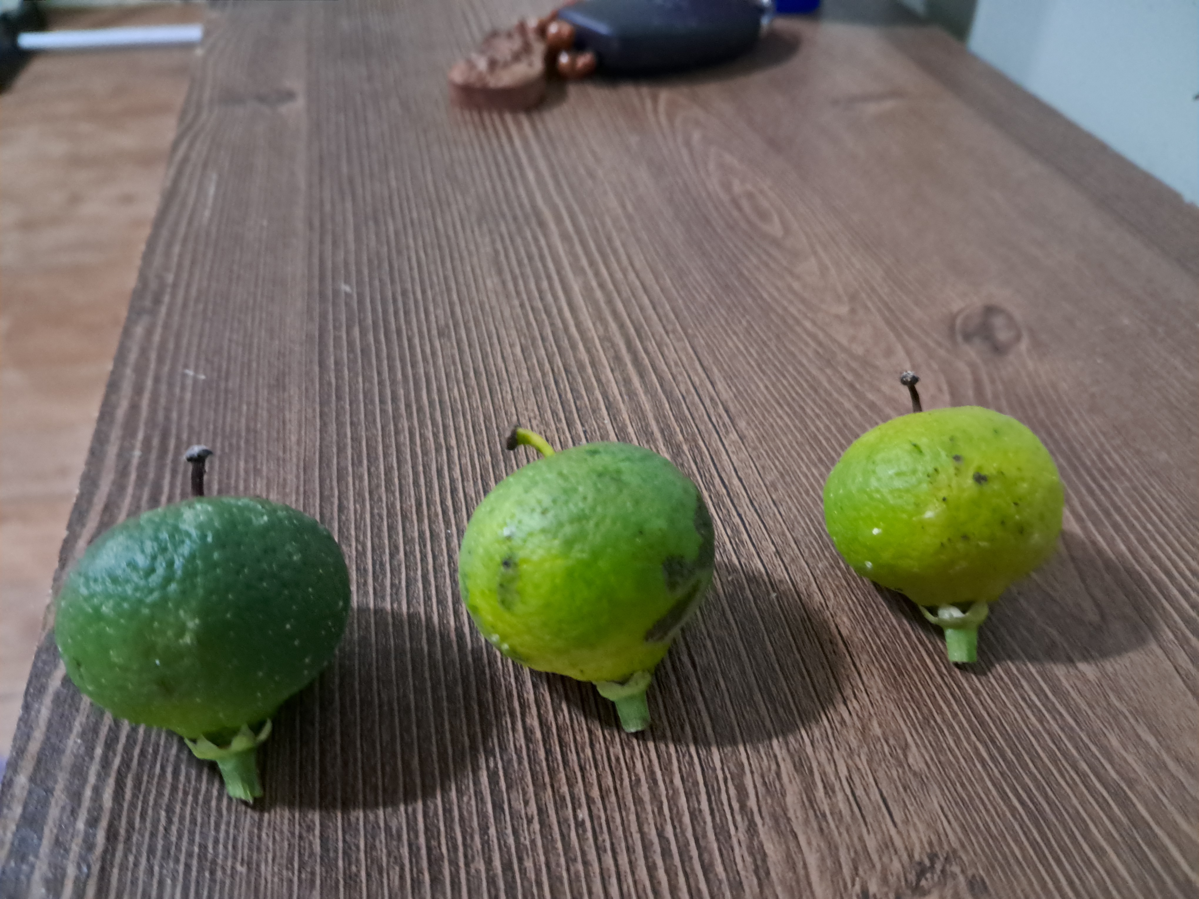 레드향 문의