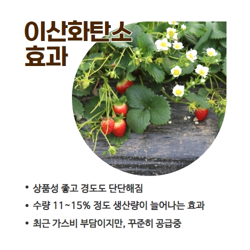 11.1분뉴스_딸기탄산가스 4.jpg