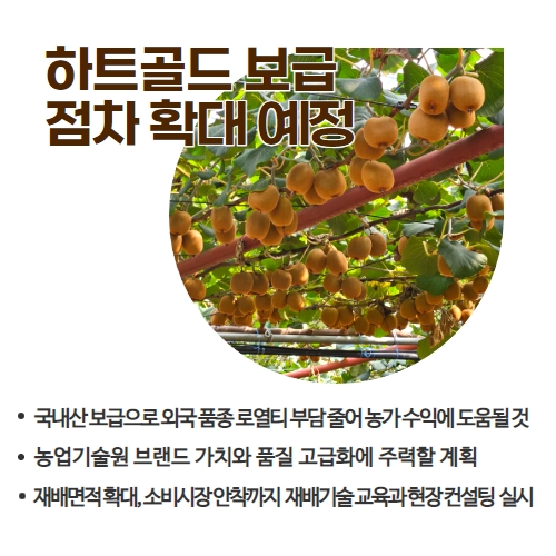 42.1분뉴스_국산골드키위하트골드첫출하 4.jpg