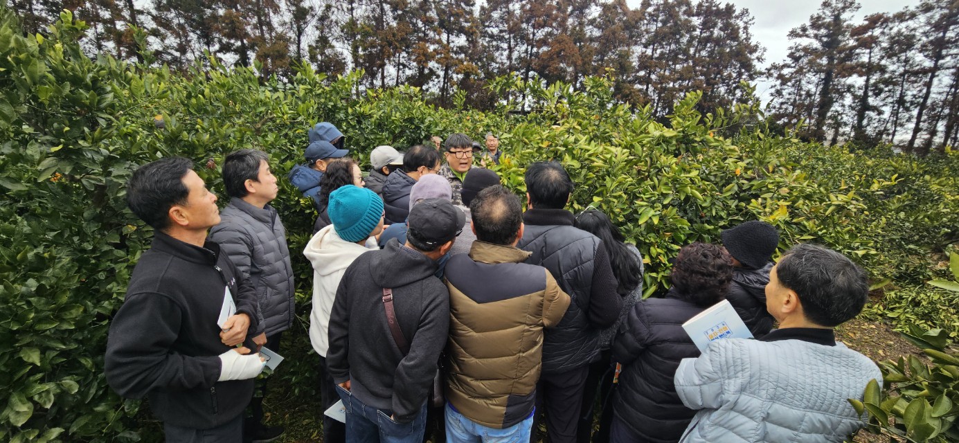 2026년 감귤류 정지. 전정 기술교육 추진 - 3회차