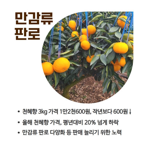 8.1분뉴스_만감류가격 4.jpg