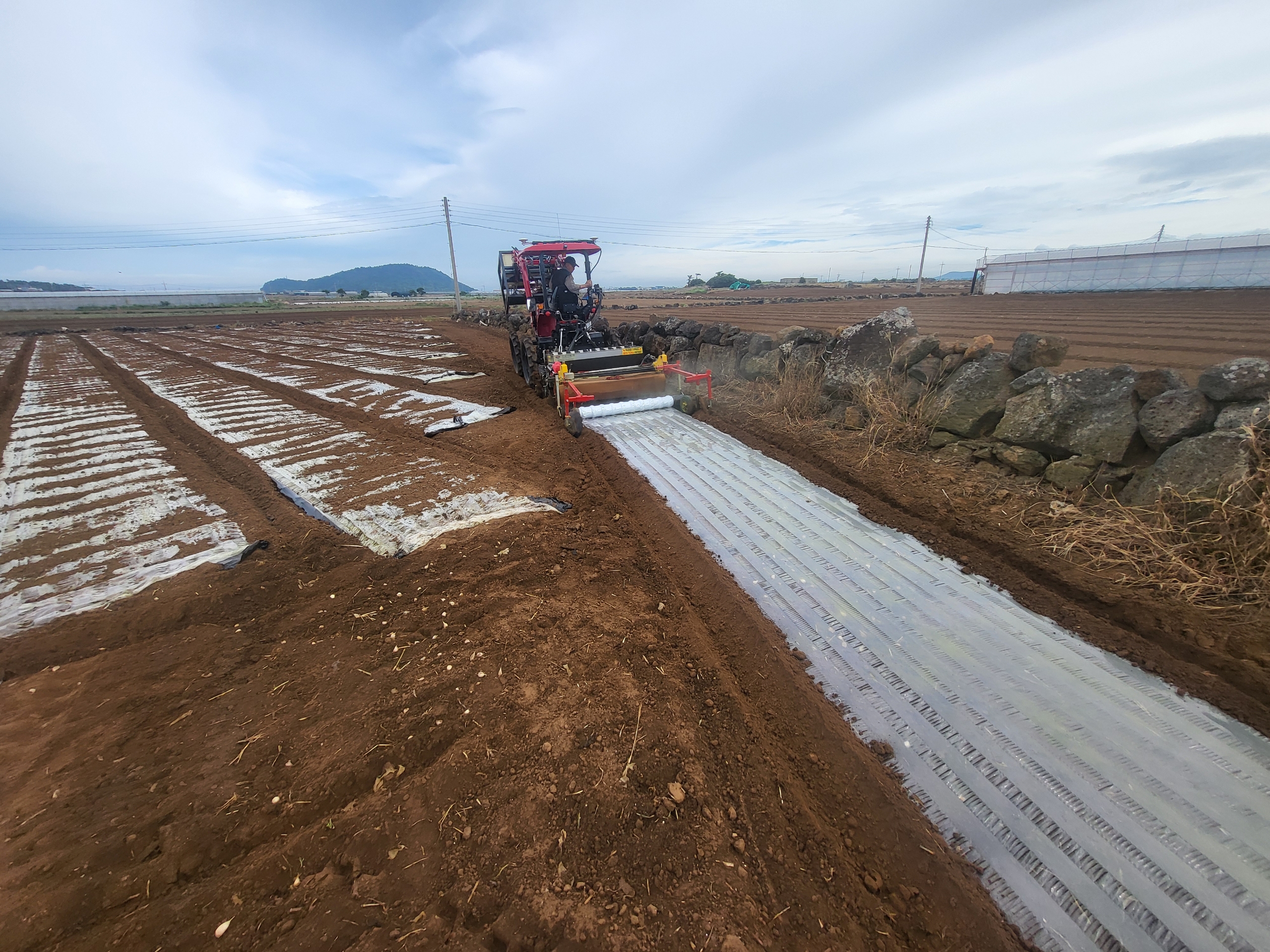 251015_정례_농업기술원_마늘 기계 파종.jpeg