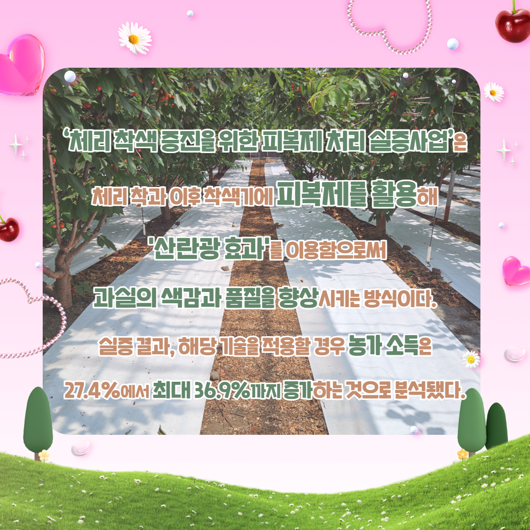 제주산 체리 출하 및 실증 결과 (5).jpg