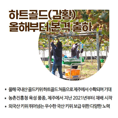 42.1분뉴스_국산골드키위하트골드첫출하 2.jpg