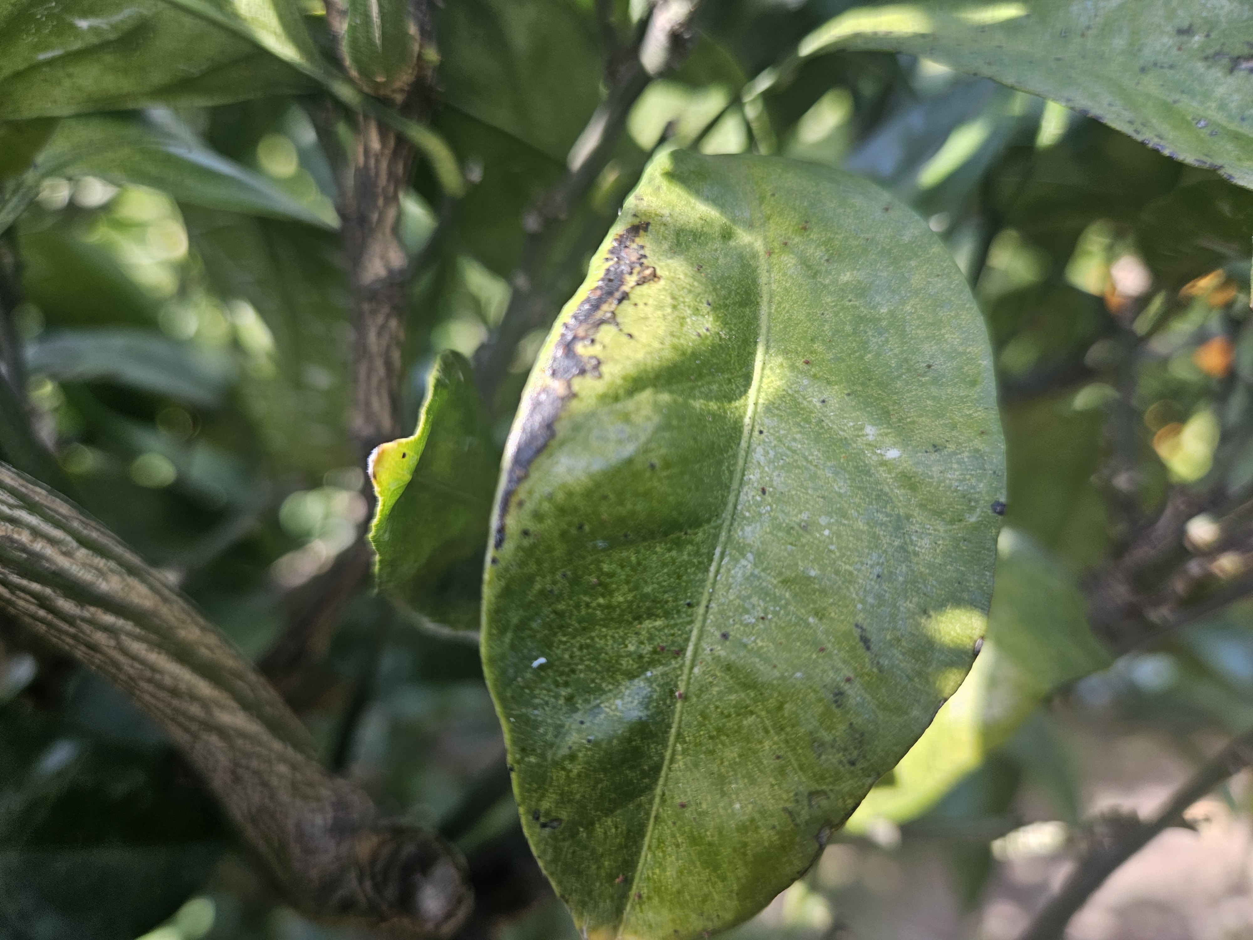 노지 감귤 병충해 문의드립니다.