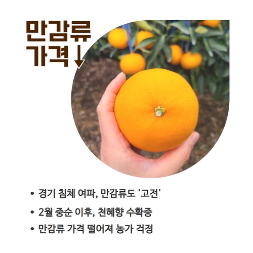 8.1분뉴스_만감류가격 2.jpg