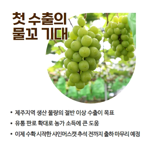 36.1분뉴스_제주산샤인머스켓 4.jpg