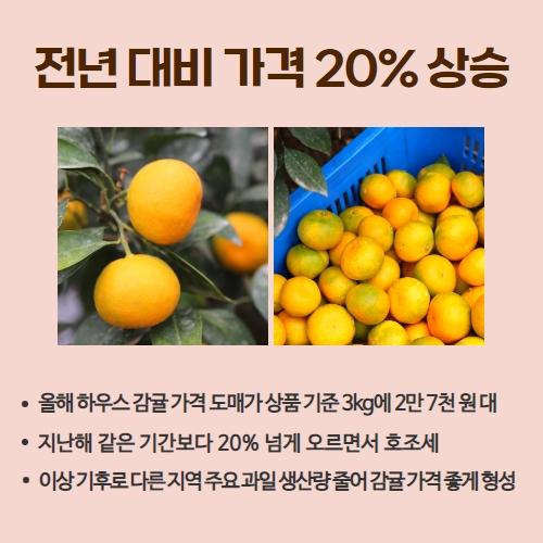 39.1분뉴스_하우스감귤가격호조세 3.jpg