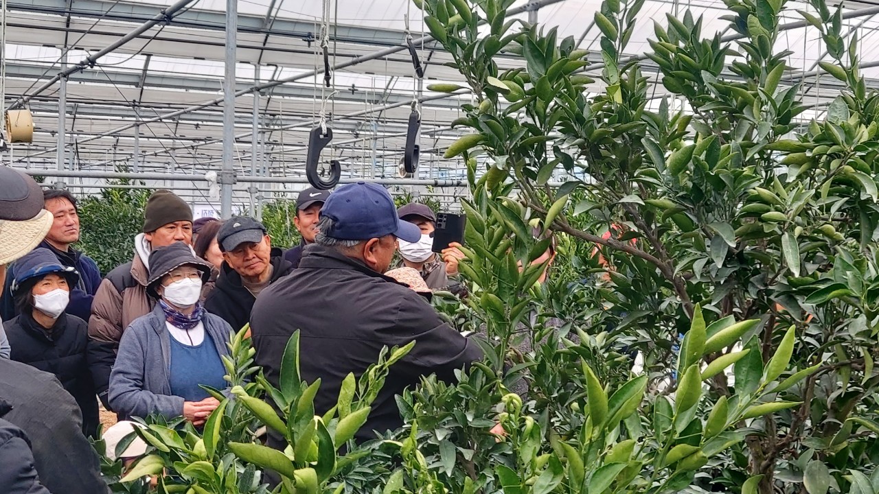 2026년 만감류 정지전정교육(효돈농협) 