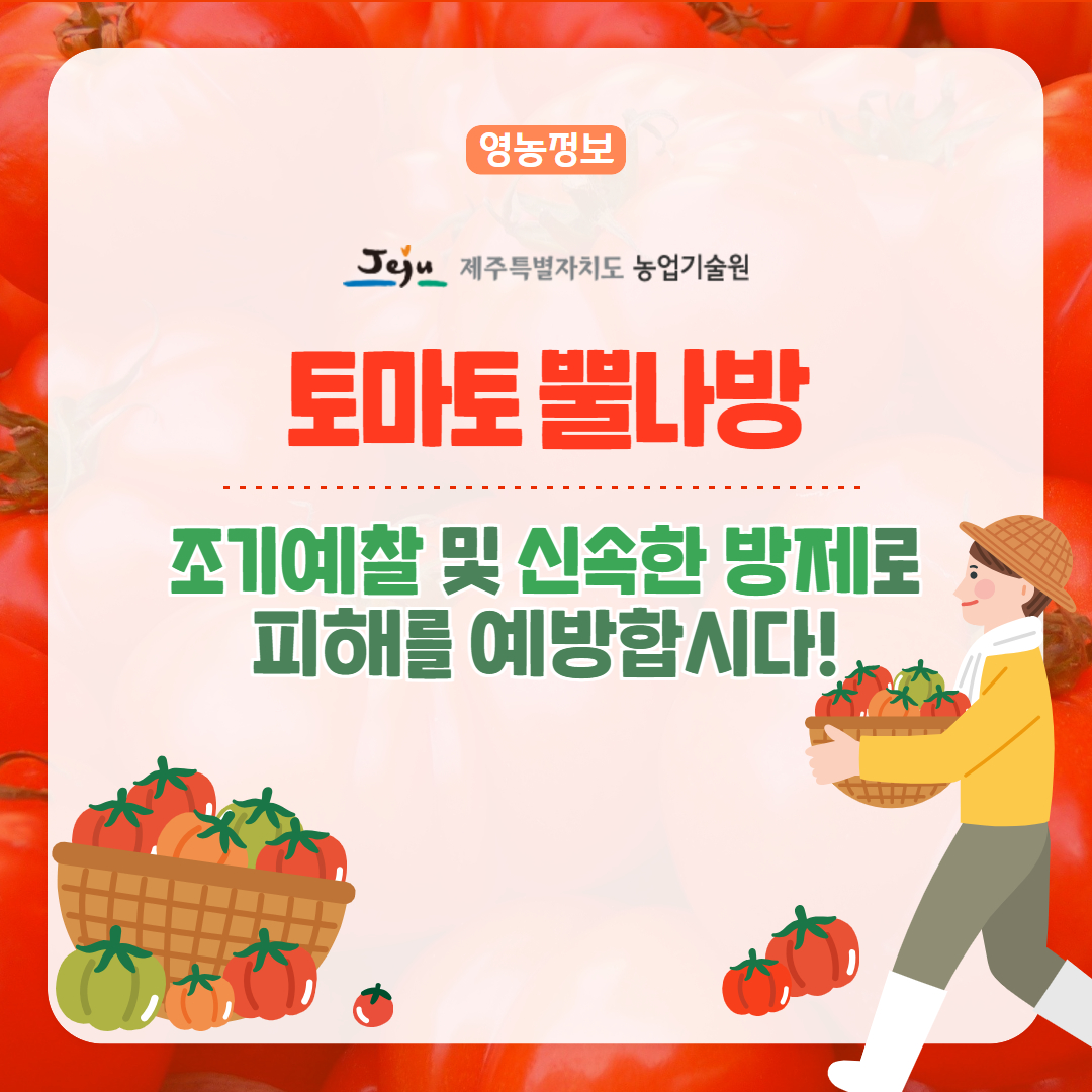25. 4. 토마토뿔나방 5.jpg