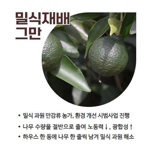 28.1분뉴스_만감류한줄재배 2.jpg