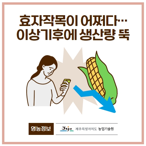 25.1분뉴스_초당옥수수 1.jpg