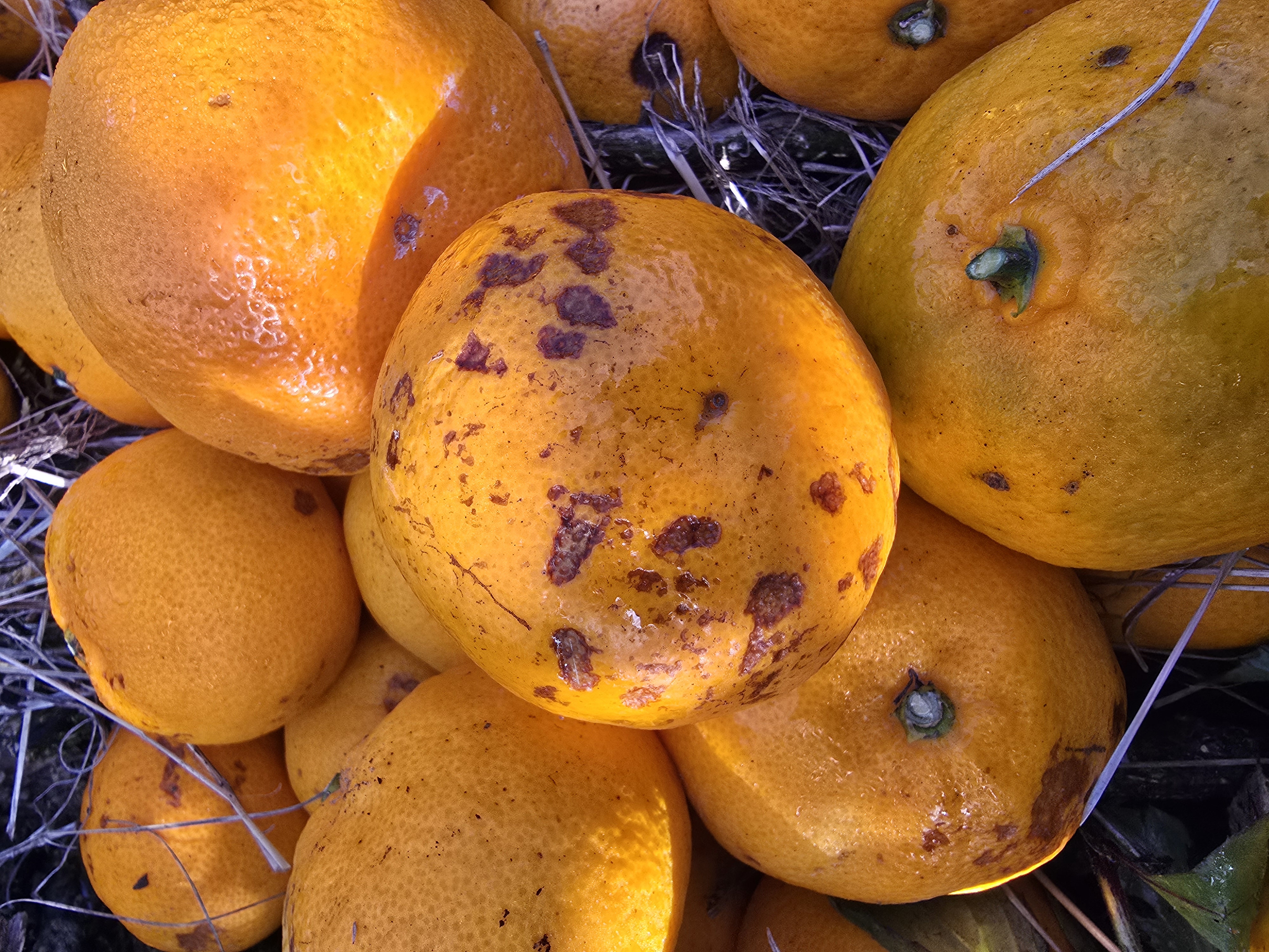 감귤병해충관하여