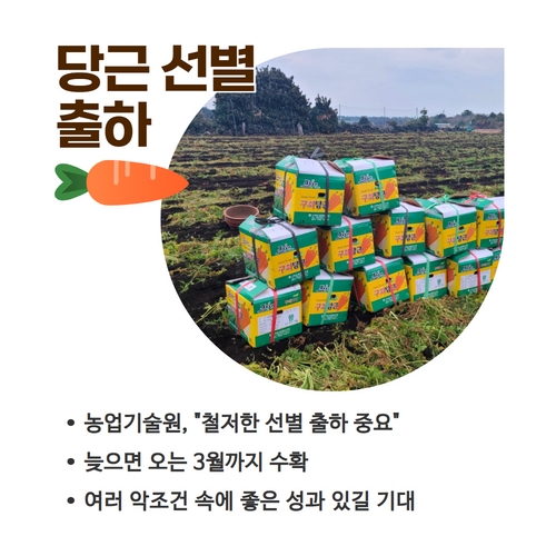 7.카드뉴스_당근생산량급감 1 (4).jpg