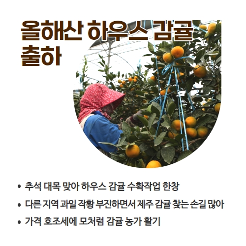 39.1분뉴스_하우스감귤가격호조세 2.jpg