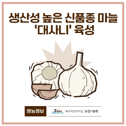 17.1분뉴스_대사니마늘 1.jpg
