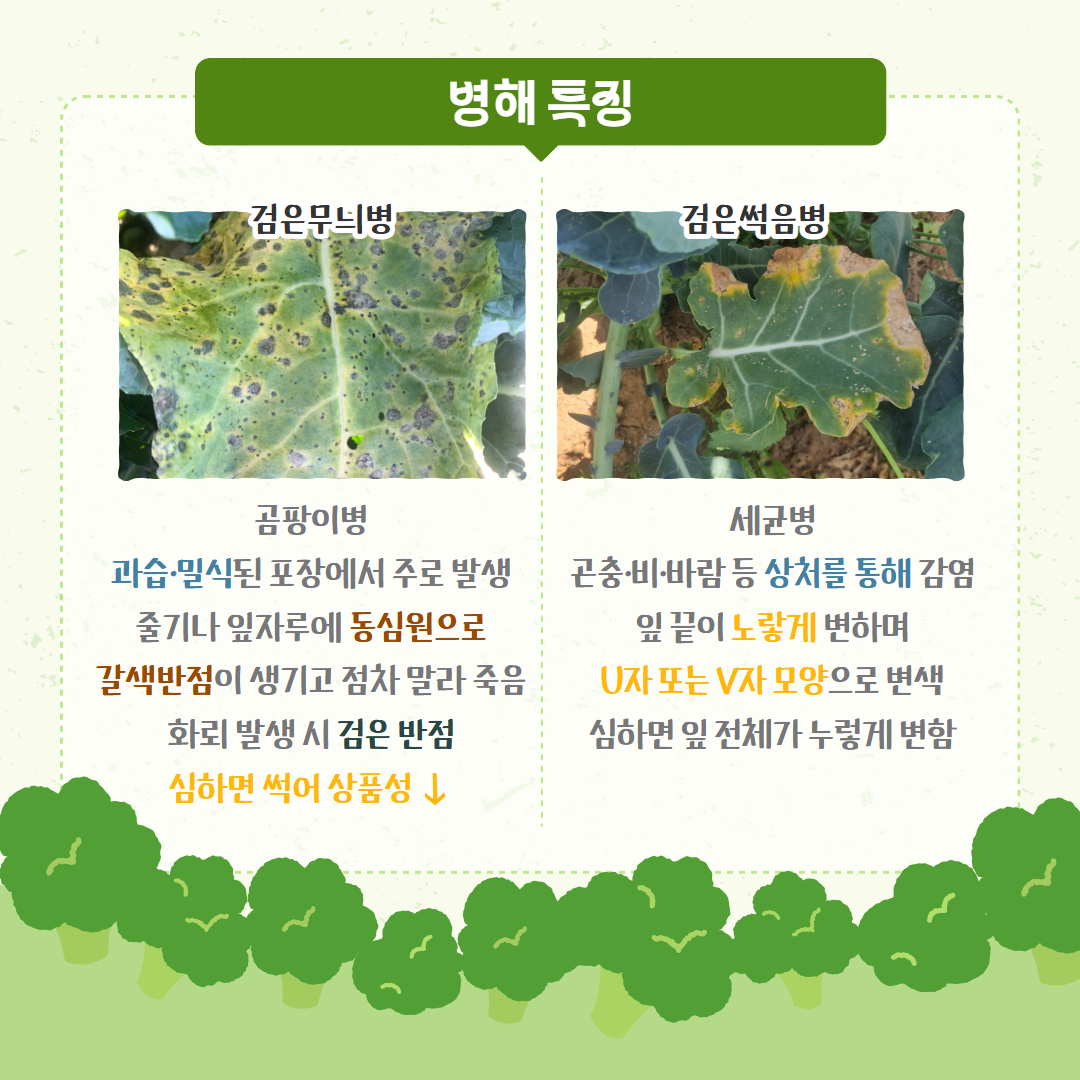 브로콜리 검은무늬병·검은썩음병 적극 방제 당부 (3).jpg
