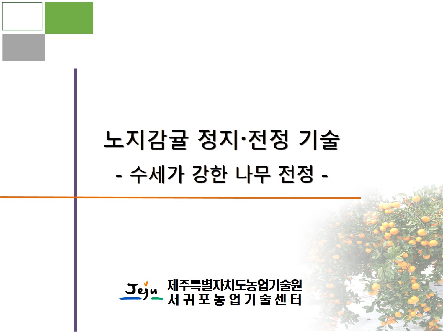 노지감귤 정지•전정 기술(수세가 강한 나무 전정)