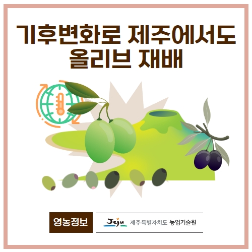 43.1분뉴스_기후변화로제주에서도올리브재배 1.jpg