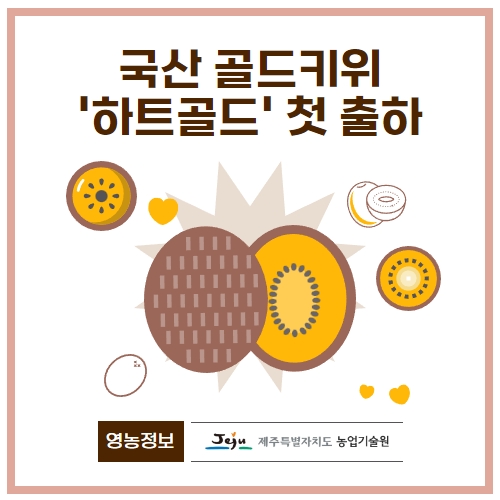 42.1분뉴스_국산골드키위하트골드첫출하 1.jpg