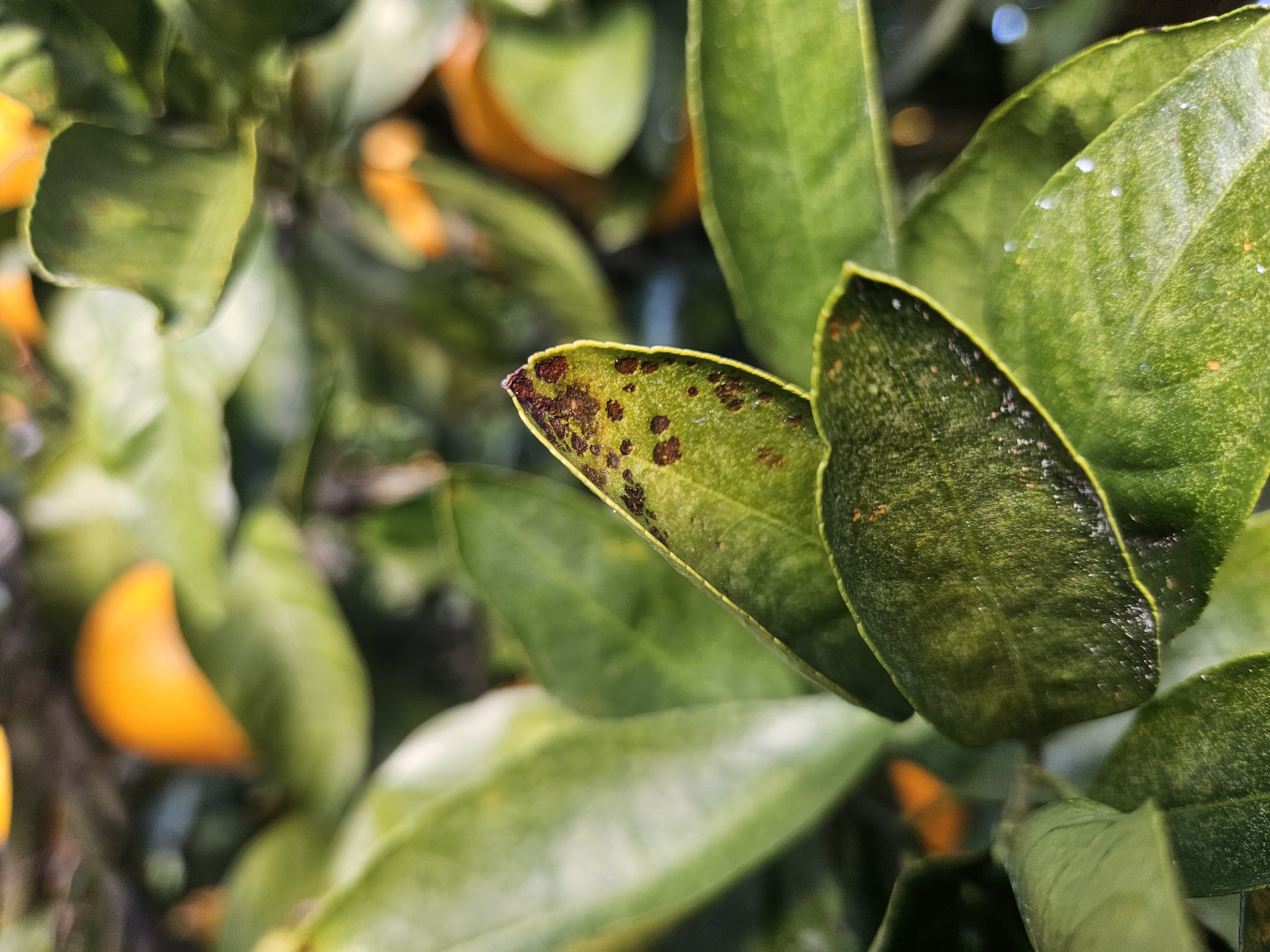 노지 감귤 병충해 문의