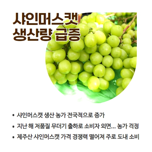 36.1분뉴스_제주산샤인머스켓 2.jpg