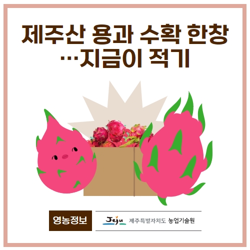 38.1분뉴스_제주산용과수확 1.jpg