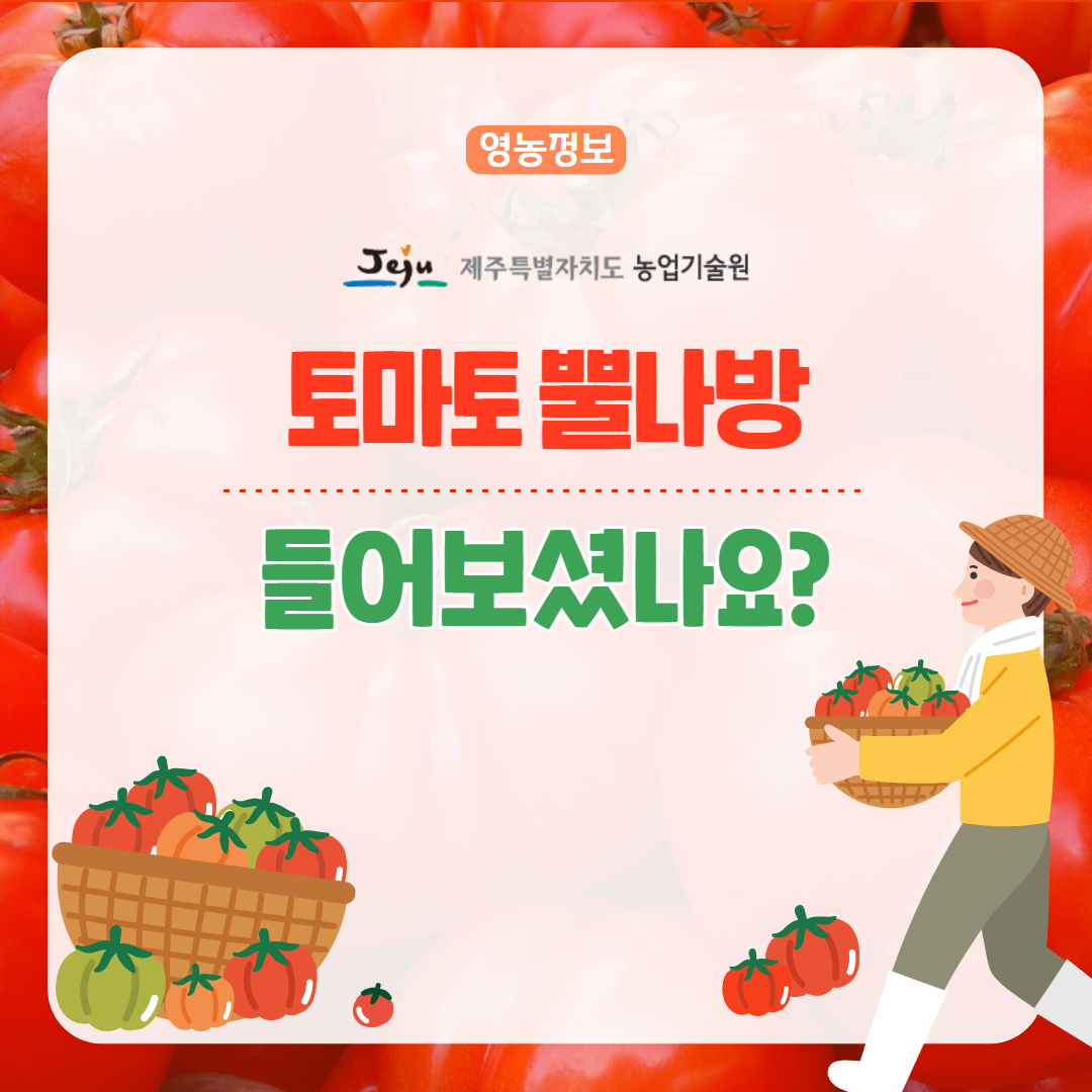 25. 4. 토마토뿔나방 1.jpg