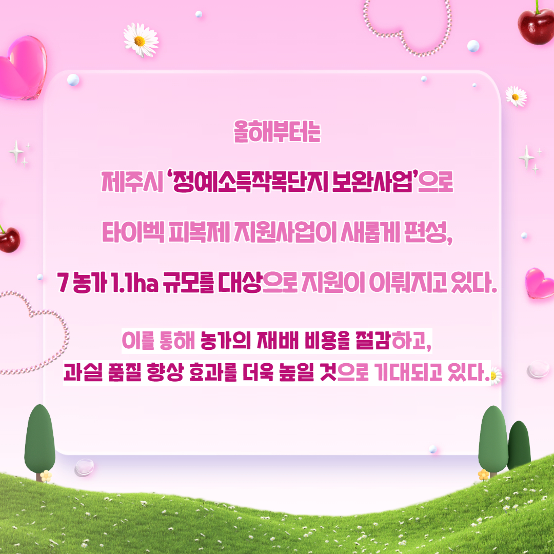 제주산 체리 출하 및 실증 결과 (6).jpg