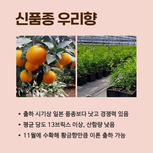 9.1분뉴스_감귤신품종 3.jpg