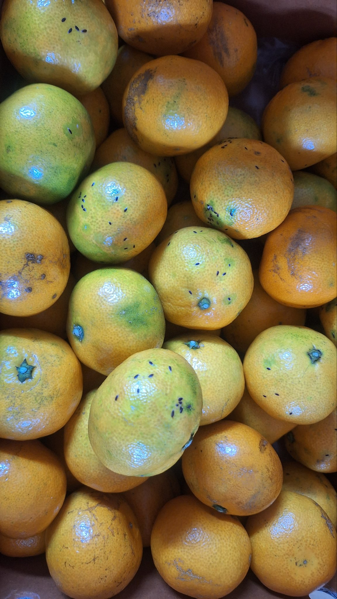 귤에 검은깨같은 벌레알(?)이 뭔지 궁금합니다.