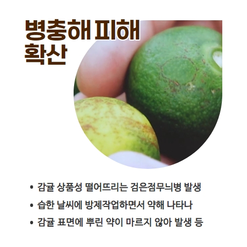 29.1분뉴스_감귤병충해 2.jpg