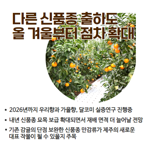 47.1분뉴스_제주신품종만감류우리향본격출하 4.jpg