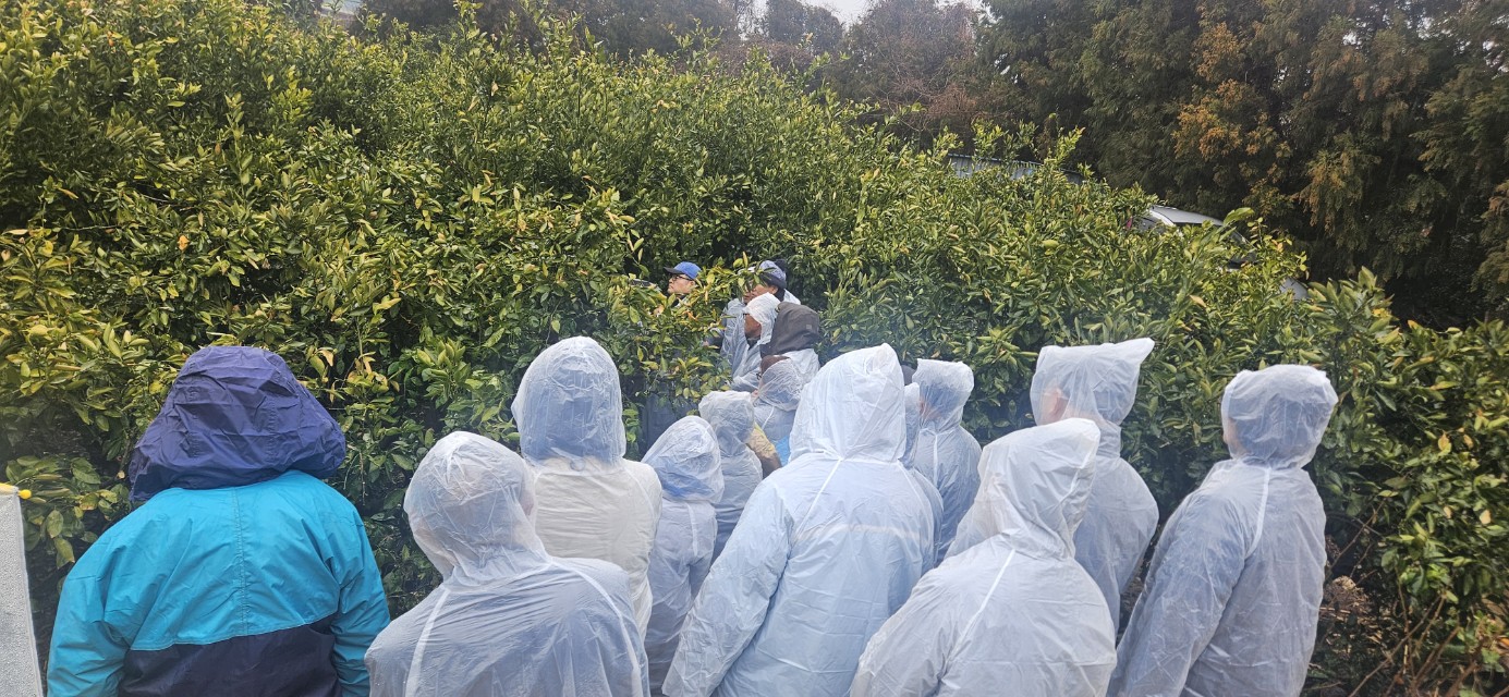 2026년 감귤류 정지.전정 기술교육 추진-8회차