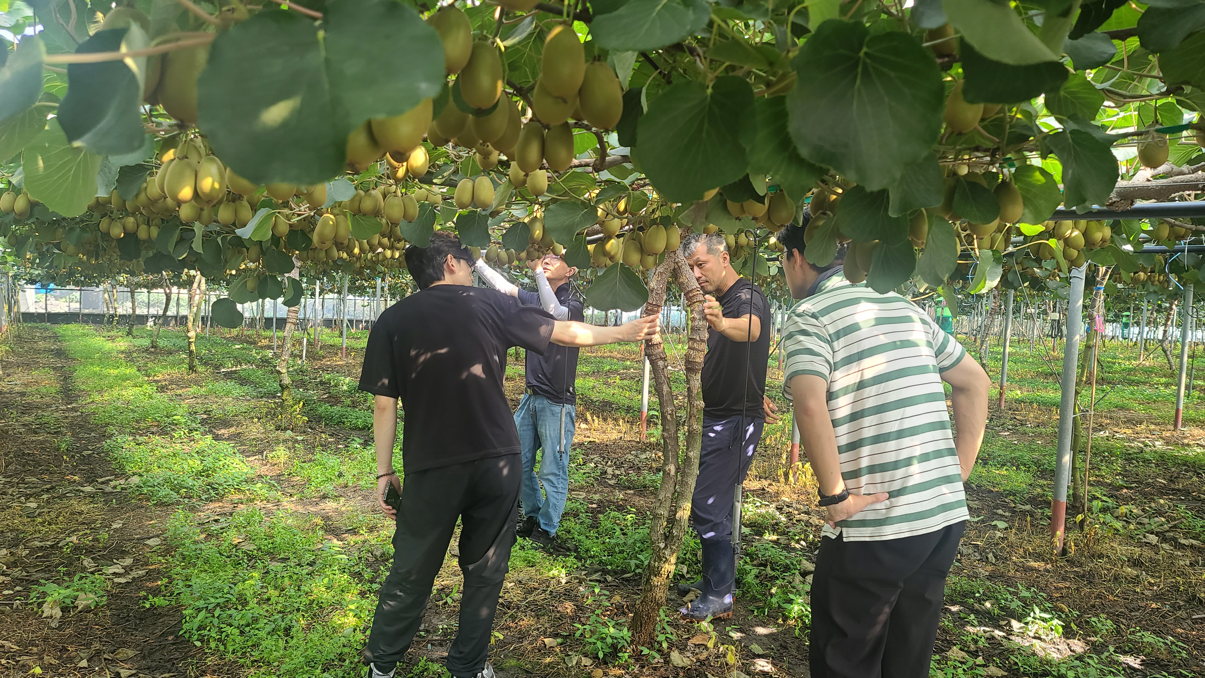 251015_정례_농업기술원_'감황' 재배농가 컨설팅.jpg