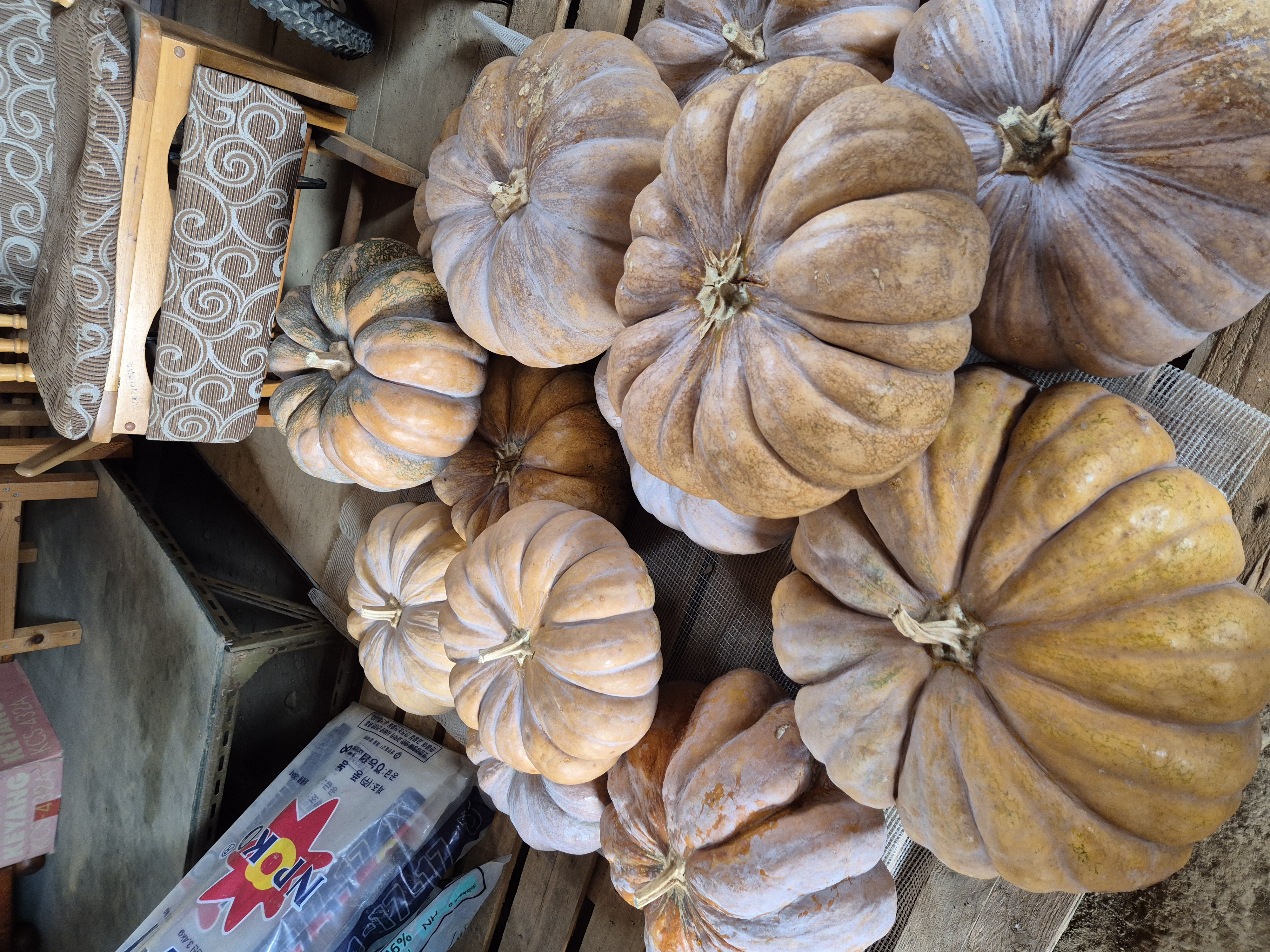 호박 종류나 이름 알려주세요