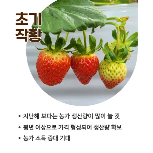 딸기4.jpg
