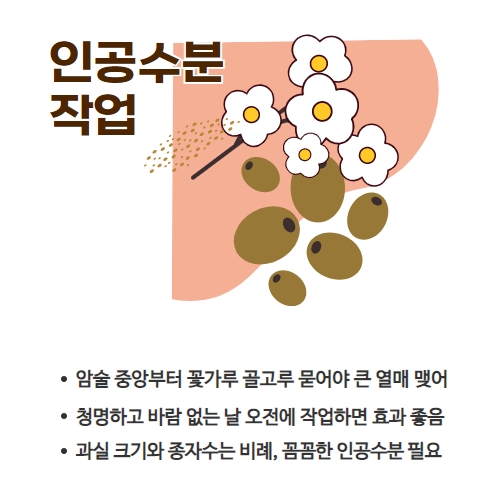 18.1분뉴스_키위꽃인공수분 4.jpg