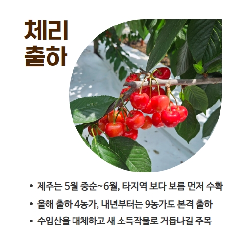 24.1분뉴스_체리수확 4.jpg