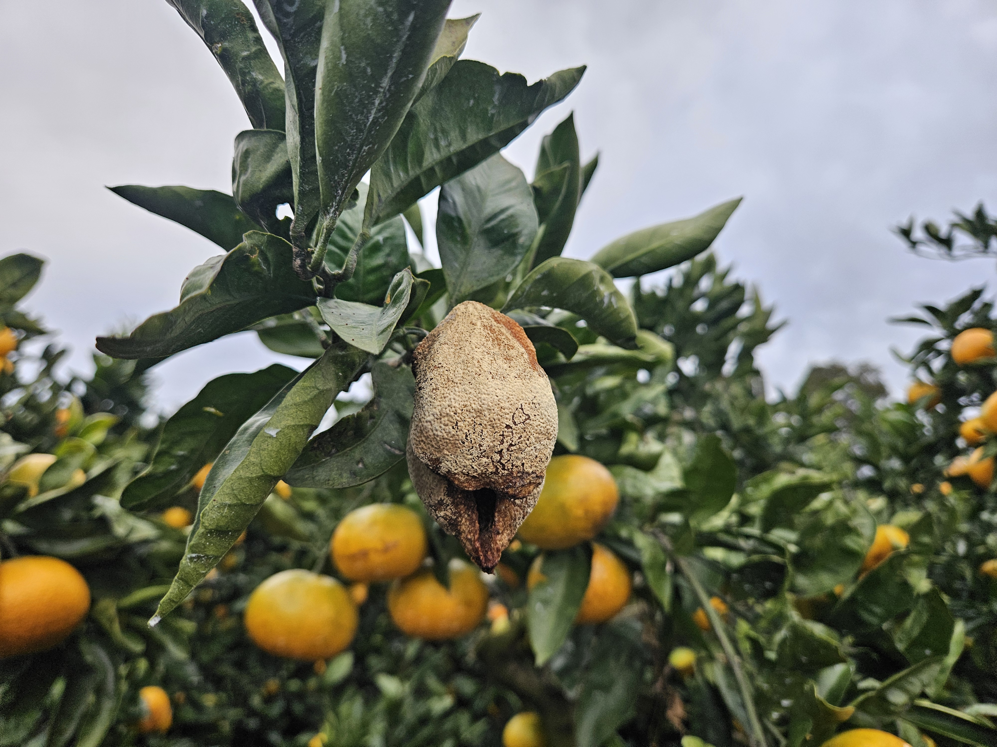 노지 감귤 문의